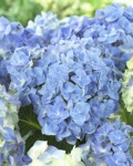 Hydrangea Forever & Ever Blue