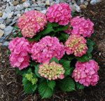 Hydrangea Forever & Ever Pink 