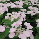 Hydrangea Hovaria ' Hobella'