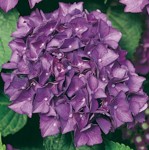 Hydrangea Hovaria ' Hobergine'