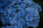 Hydrangea Hovaria ' Homigo'