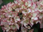 Hydrangea Hovaria ' Love you Kiss'