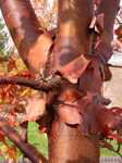 Acer griseum/ kopparlönn