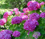 Hydrangea macrophylla ' Bouquet Rose'
