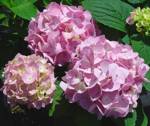 Hydrangea macrophylla ' Endless Summer'