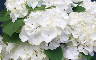 Hydrangea Forever & Ever White