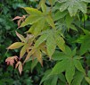 Acer palmatum ' Osakazuki'/ japansk lönn