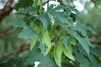 Acer griseum/ kopparlönn