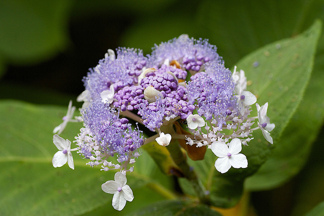 Hydrangea involucrata