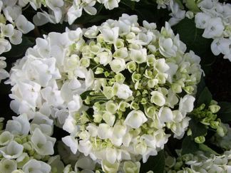 Hydrangea Hovaria ' Holibel'