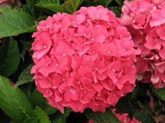 Hydrangea Forever & Ever Red
