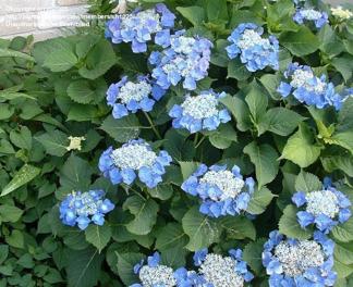 Hydrangea macrophylla ' Blaumeise'