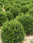 Buxus microphylla´Winter Gem'/ Buxbom (klot) 