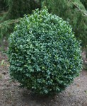 Buxus sempervirens 'Blauer Heinz'/ Buxbom
