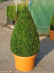 Buxus sempervirens/ Buxbom ( Pyramid)