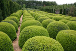 Buxus sempervirens/ Buxbom ( Trioklot)