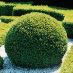 Buxus sempervirens/ Buxbom (klot)