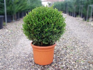 Buxus mikrophylla 'Faulkner'/ Buxbom