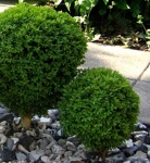 Buxus sempervirens 'Suffruticosa'/ Buxbom