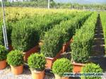 Buxus sempervirens ' Hollandia'/ Buxbom ( buskar- Extra)