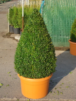 Buxus sempervirens/ Buxbom ( Pyramid)