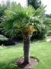 Trachycarpus fortunei