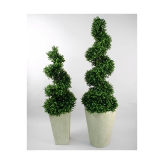 Buxus sempervirens/ Buxbom (Spiral)