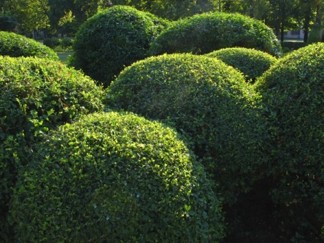Buxus sempervirens/ Buxbom ( buskar- Extra)
