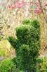 Buxus sempervirens/ Buxbom (Topiary/Animals)