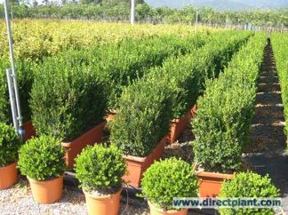 Buxus sempervirens ' Hollandia'/ Buxbom ( buskar- Extra)