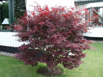 Acer palmatum 'Atropurpureum'/ japansk lönn