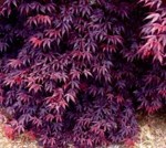 Acer palmatum 'Bloodgood'/ japansk lönn
