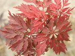 Acer palmatum 'Inaba- shidare 