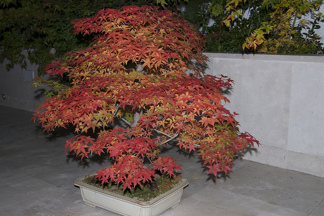 Acer palmatum 'Deshojo'/ japansk lönn  - Acer palmatum 'Deshojo'/ japansk lönn 60-80 cm RB/ C 5