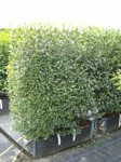 Ligustrum vulgaris