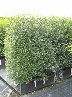 Ligustrum vulgaris - Ligustrum vulgaris/Liguster 130 cm