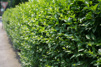Ligustrum vulgare 