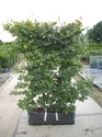  Fagus syl. Readybag