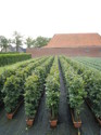 Fagus syl.
