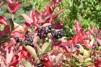 Aronia melanocarpa/ Svartaronia
