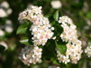 Aronia prunifolia 'Viking' / Slånaronia