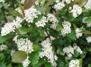 Aronia melanocarpa 'Hugin' / Liten svartaroniabuskar