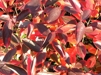 Aronia melanocarpa 'Hugin' / Liten svartaroniabuskar