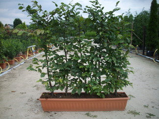 Carpinus betulus / Avenbok