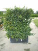Carpinus betulus / Avenbok - 2 år 120-140 cm