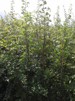 Carpinus betulus/ Avenbok bar-rotad