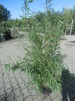 Fargesia robusta - 100-125 cm C20