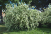 Philadelphus coronarius / Doftschersmin