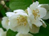 Philadelphus coronarius / Doftschersmin