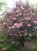 Sambucus nigra 'Black Lace' / Blodfläder
